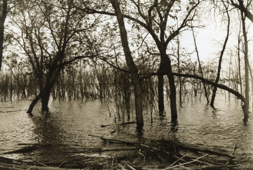 flooded trees